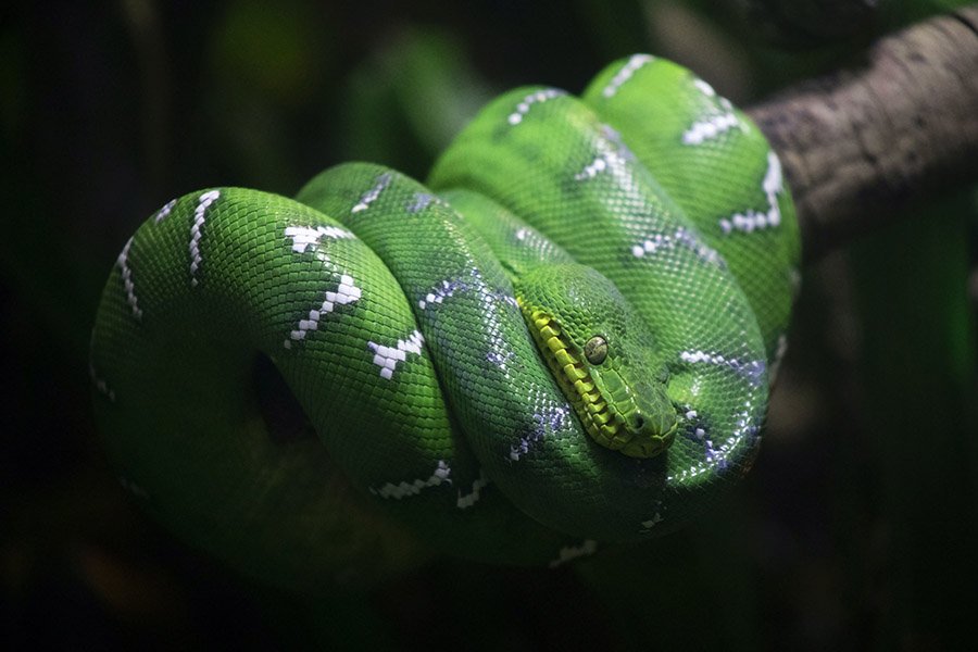 Green animals - Emerald Tree Boa