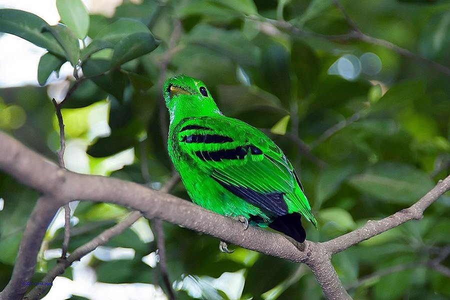 Green animals - Green Broadbill