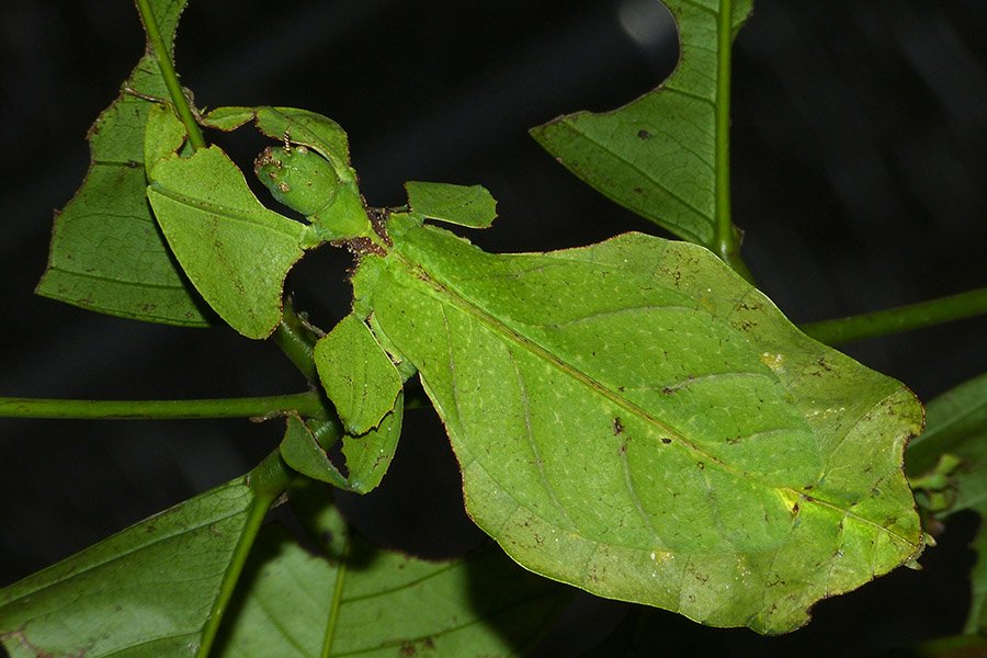 Green animals - Leaf Insect
