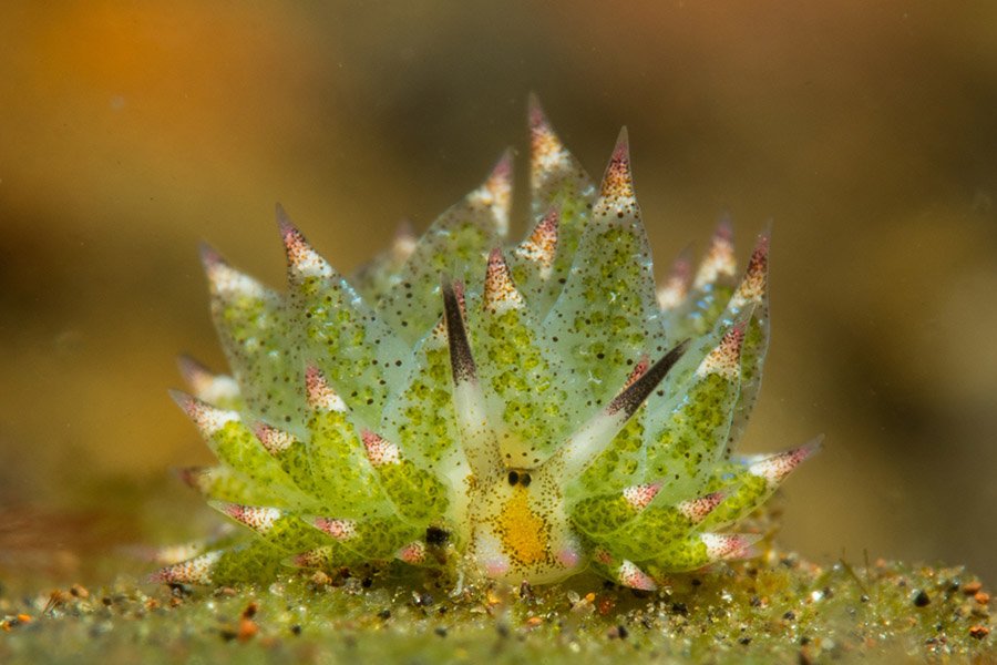 Green animals - Little Leaf-Sheep Nudibranch