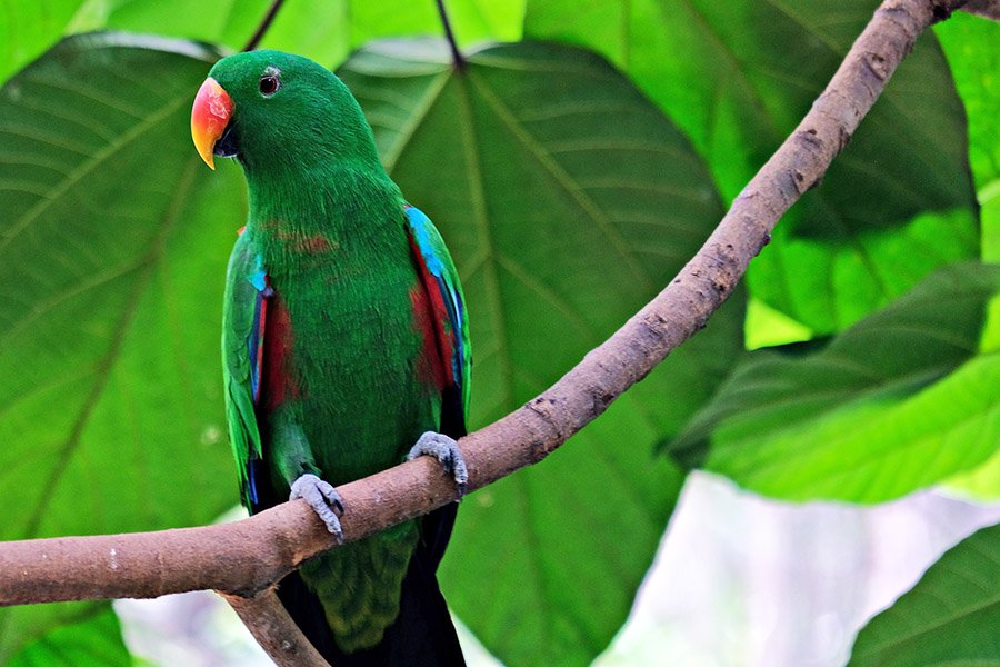 Green animals - Male Eclectus Parrot