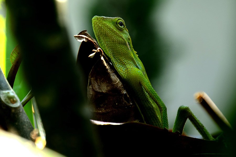 Green animals - Maned Forest Lizard
