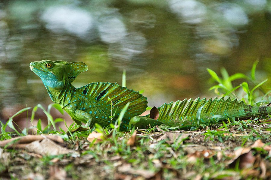 Green animals - Plumed Basilisk Lizard