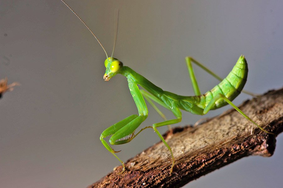 Green animals - Praying Mantis