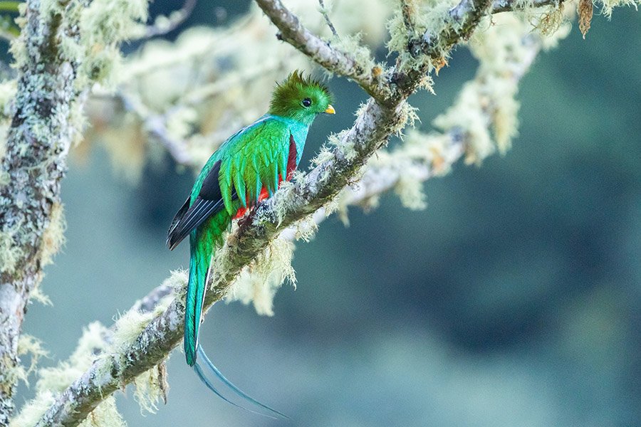 Green animals - Resplendent Quetzal