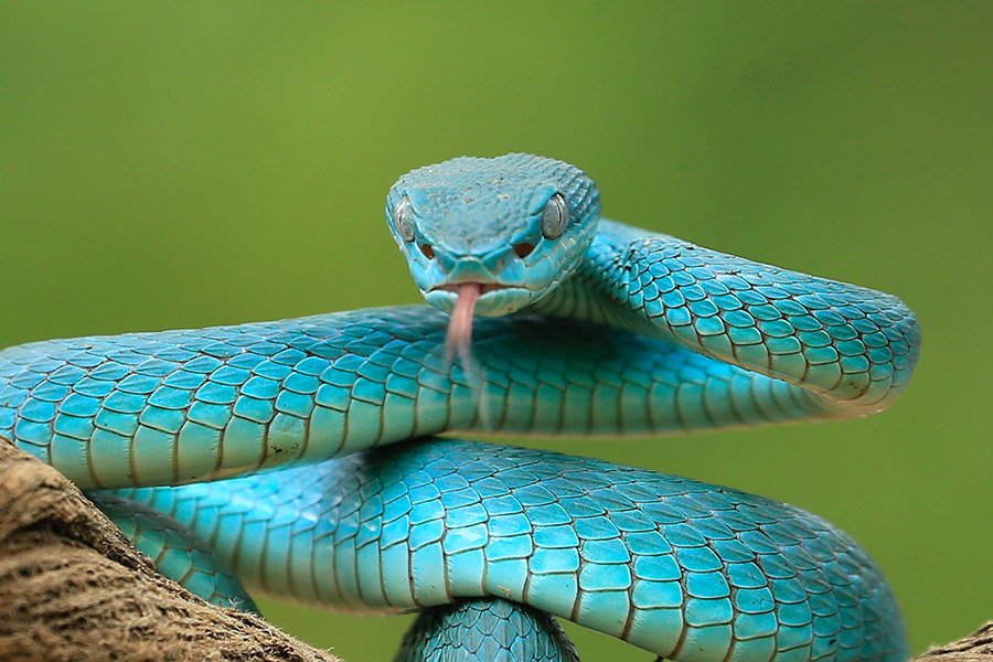 Purple Eyed Animals - Blue Viper