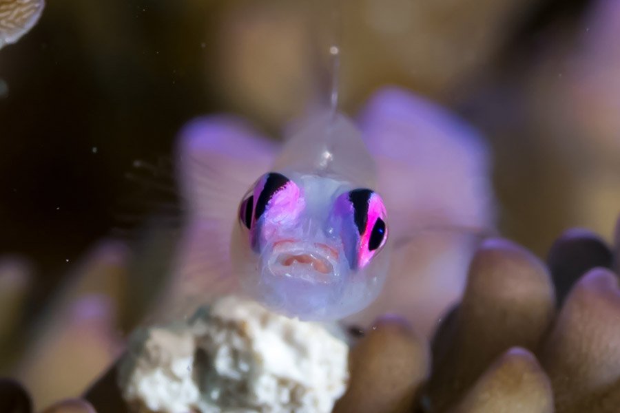 Purple Eyed Animals - Pink-Eyed Goby