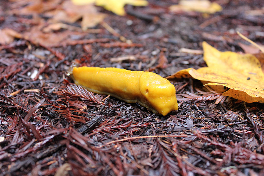 Yellow animals - Banana Slug