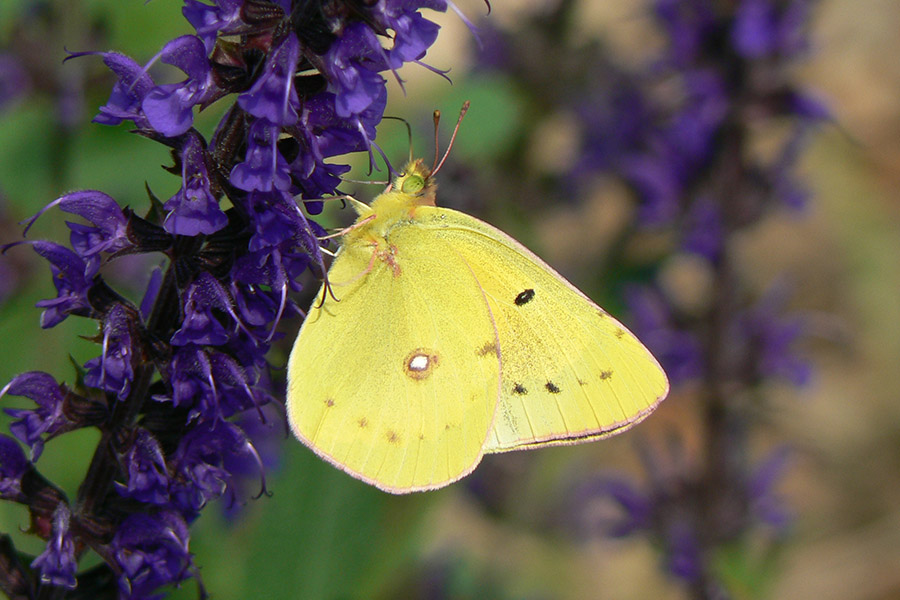 Yellow animals - Clouded Sulphur Butterfly