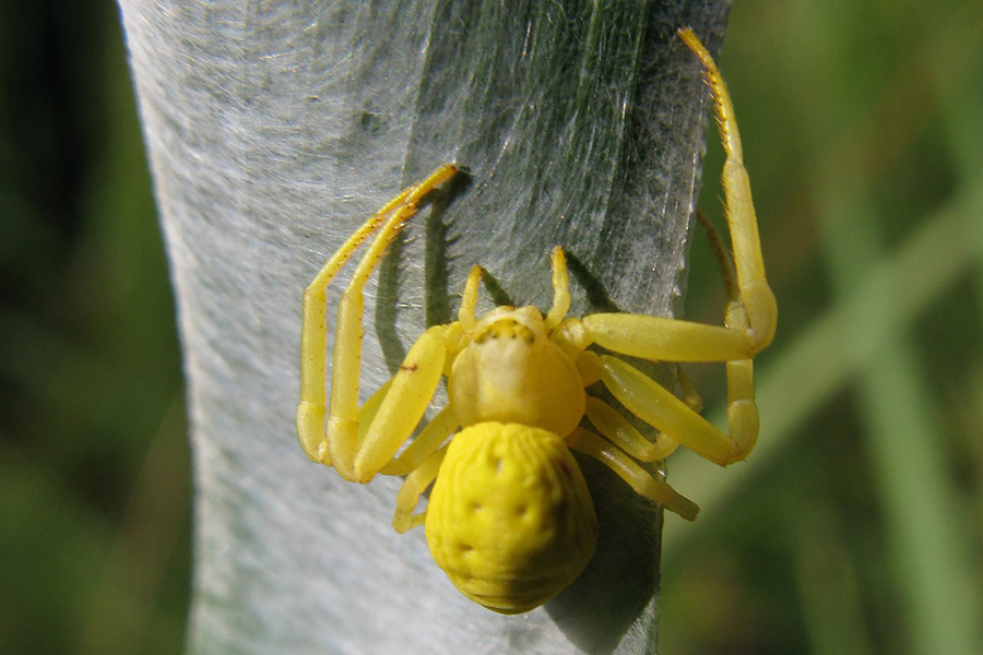 Yellow animals - Crab Spider