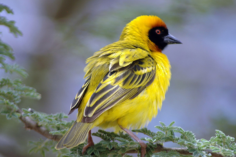 12 Amazing Yellow Animals (With Pictures)