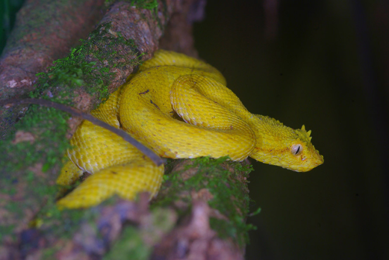 12 Amazing Yellow Animals (With Pictures)