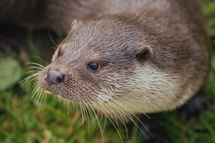alligator predators - otters