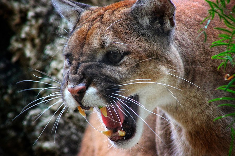 Angry Puma