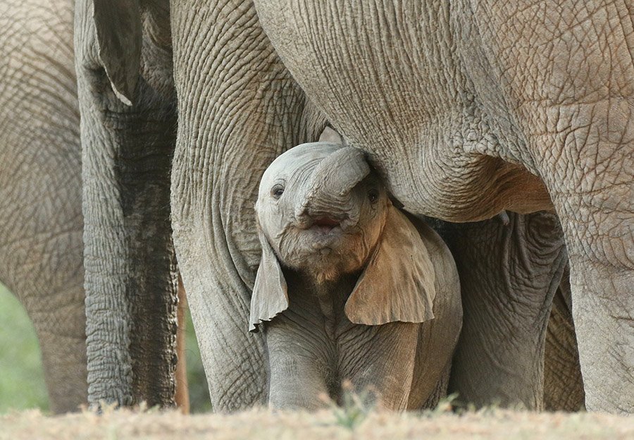 Baby elephant