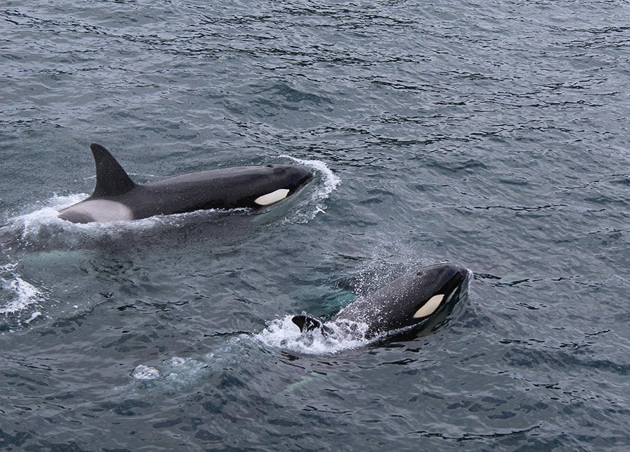 Dolphin predators - orcas