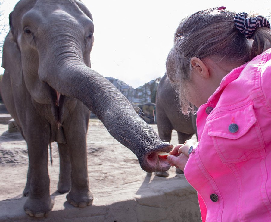 Elephant friendly with human
