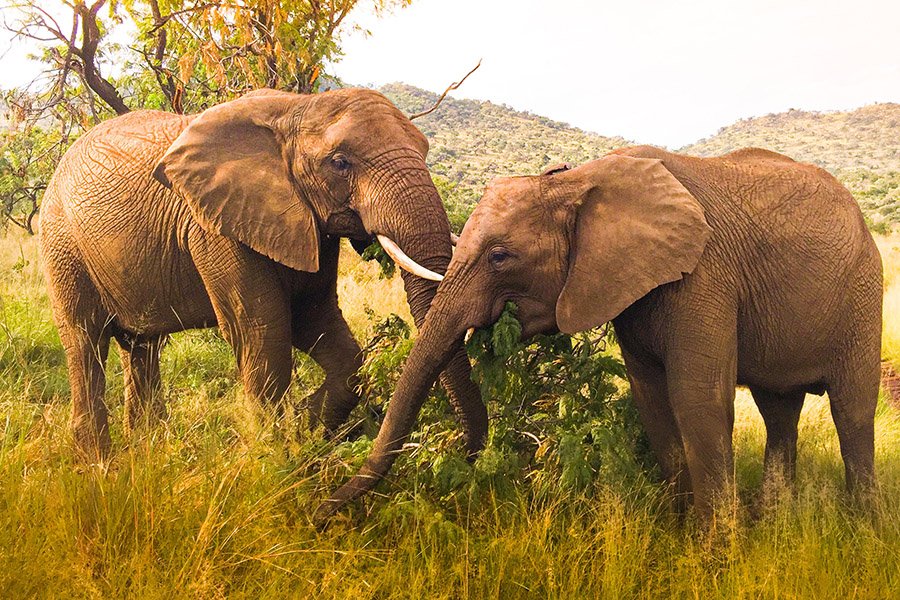 Elephants eating shrubs