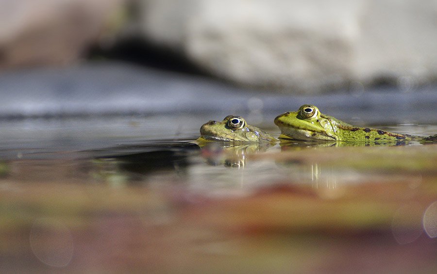 Frogs in a pond