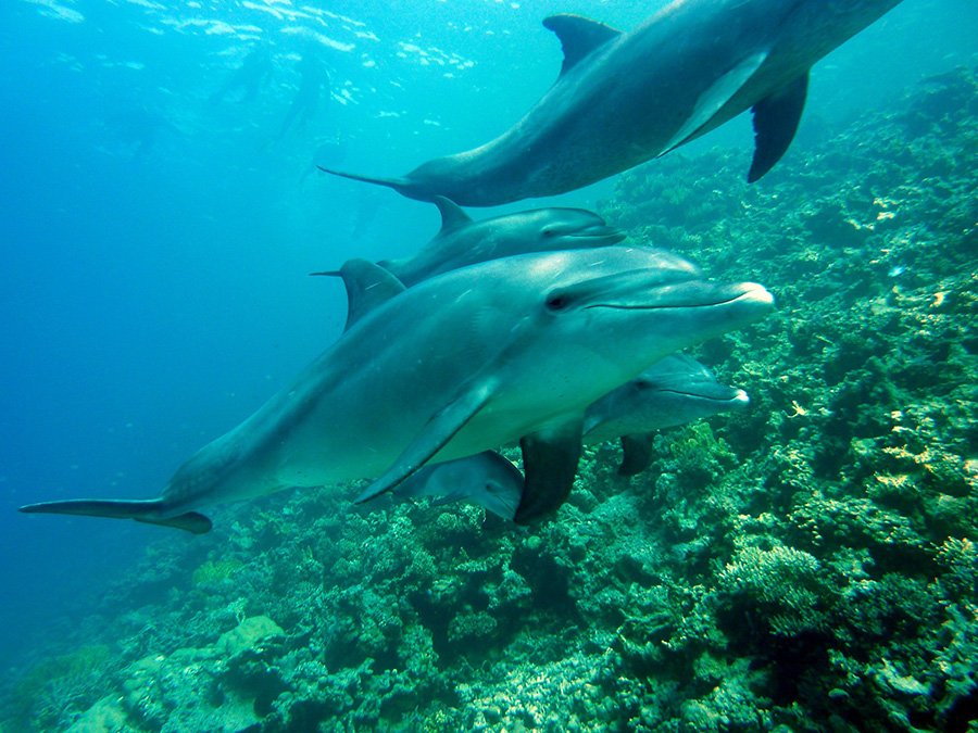 Group of dolphins