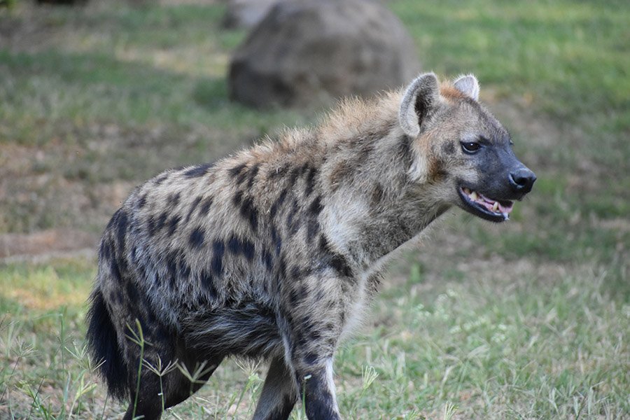 Spotted hyena