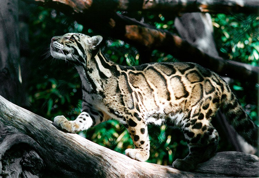Jungle Clouded Leopard