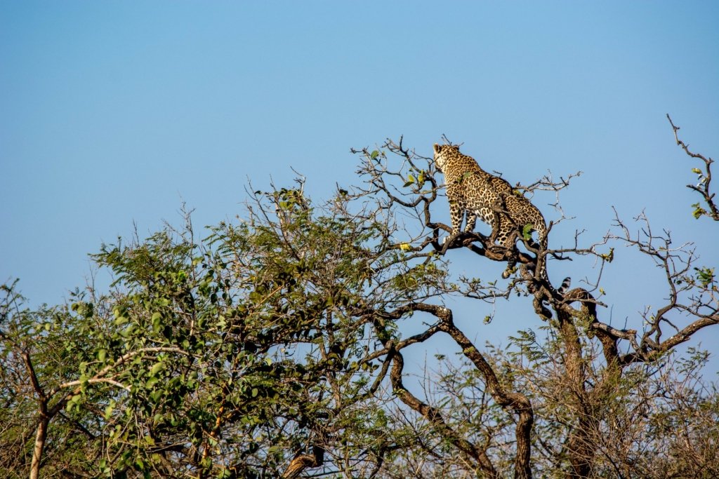 A leopard in Gir National Park, India