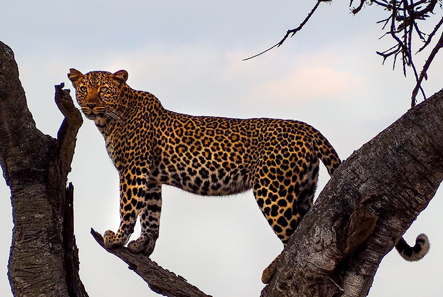 Leopard on top of a tree