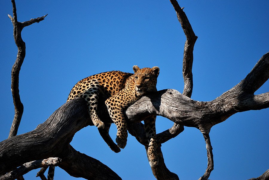 Leopard on tree