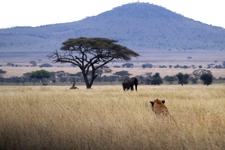 Lion looking at elephant