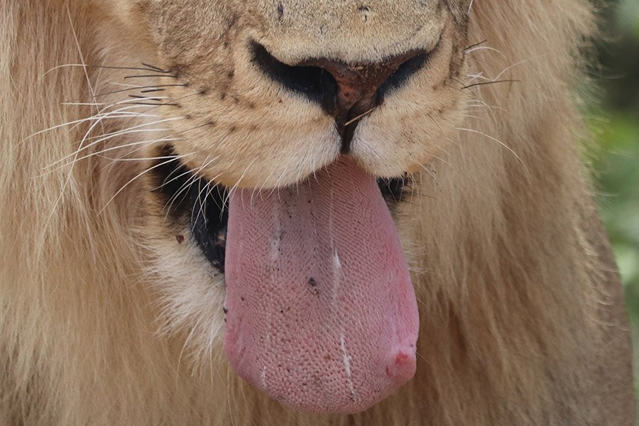 Lion tongue close-up