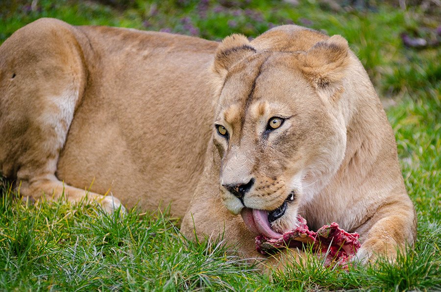 Lion tongue eating