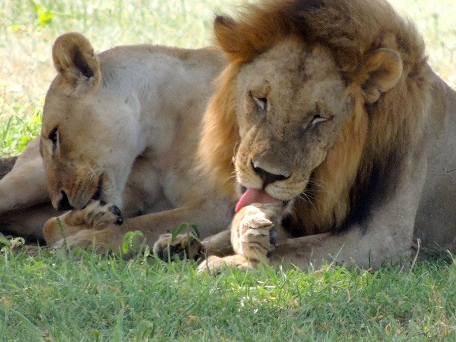 Lion tongue grooming