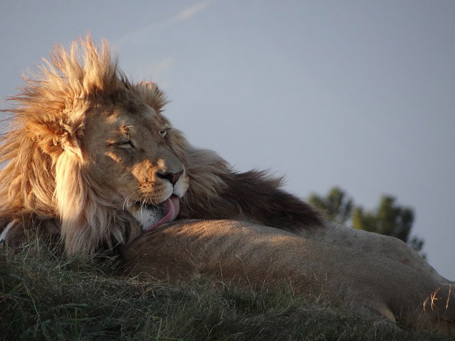 Lion tongue socializing