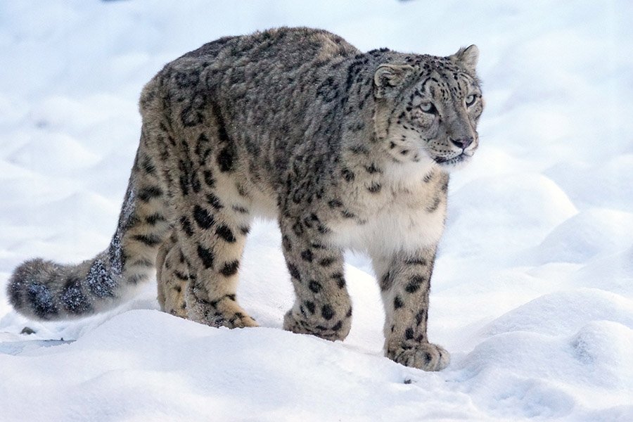 Snow leopard in snow