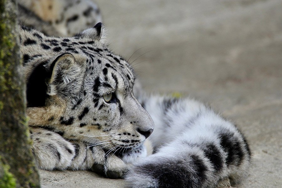 Snow leopard warm tail