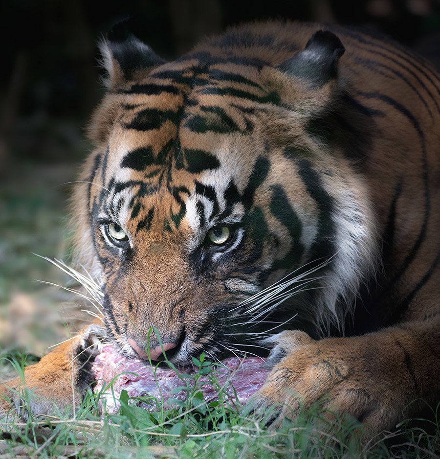 Tiger eating