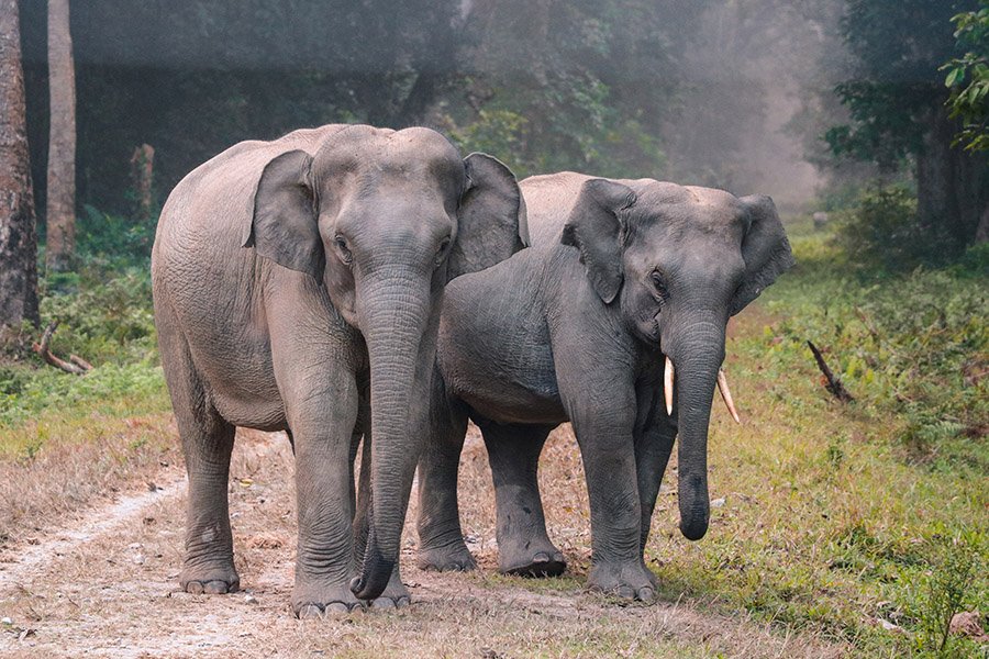 Types of elephants - Asian elephants