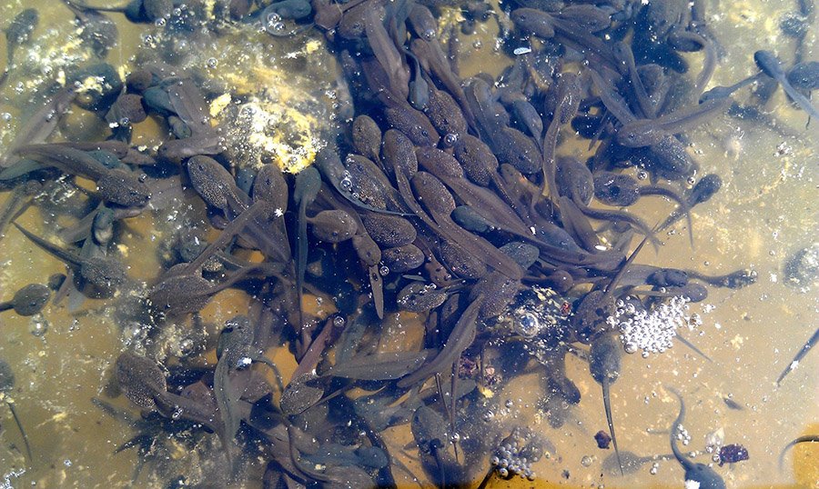 What do tadpoles eat