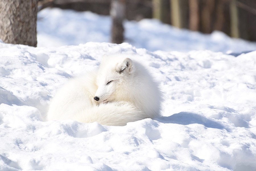 White Animals - Arctic Fox