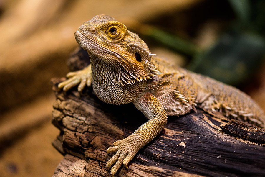 A bearded dragon