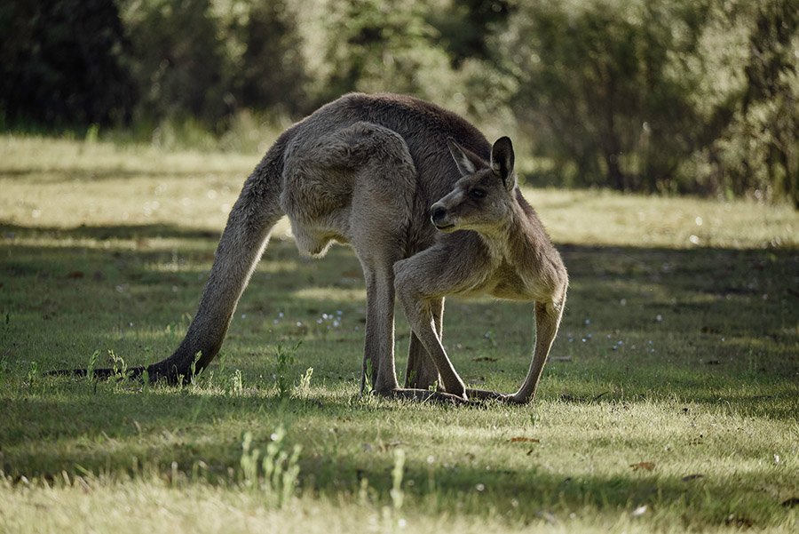 A strong kangaroo on the grass