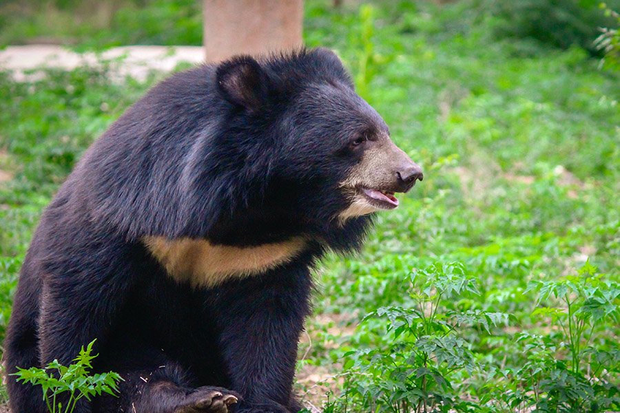 Afghanistan Animals - Himalayan Black Bear