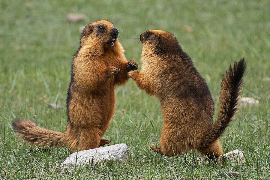 Afghanistan Animals - Long-tailed Marmot