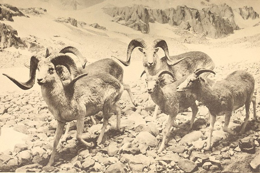 Afghanistan Animals - Marco Polo Sheep