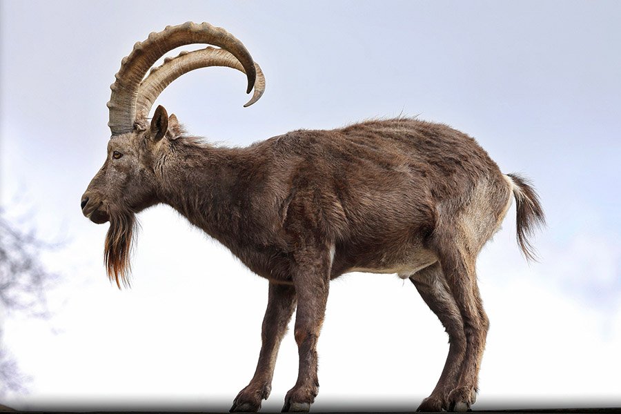 Afghanistan Animals - Siberian Ibex