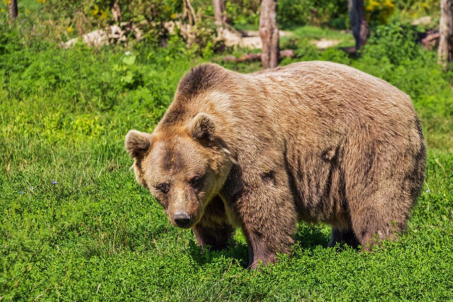Albania Animals - Brown Bear