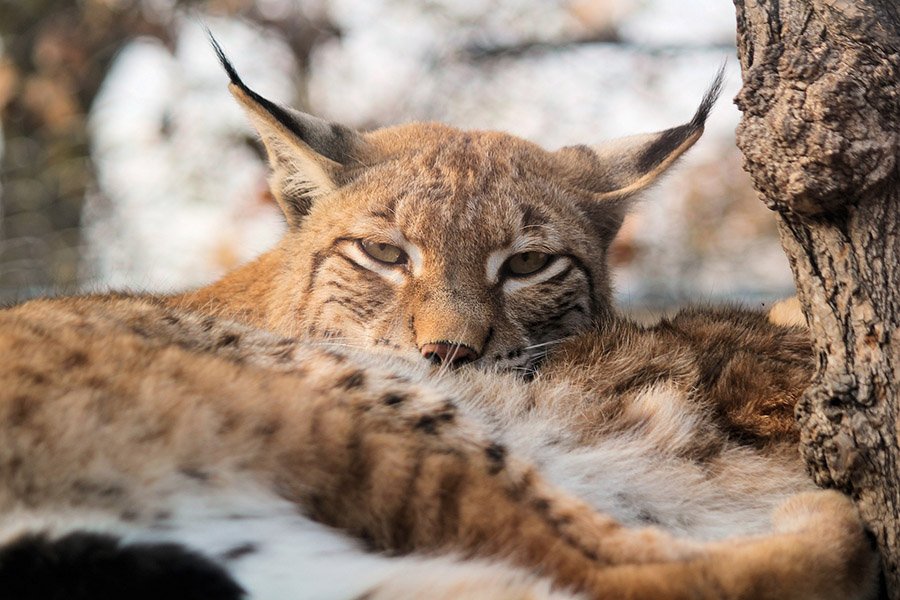 Albania Animals - Eurasian Lynx