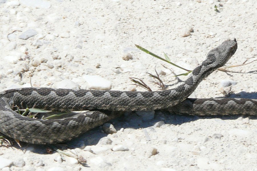 Albania Animals - Nose-horned Viper