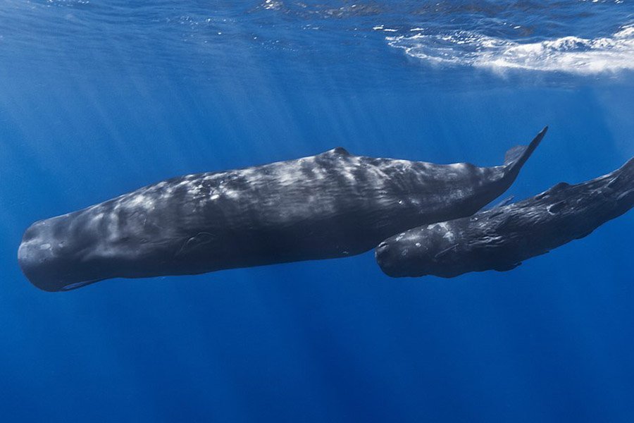 Albania Animals - Sperm Whale